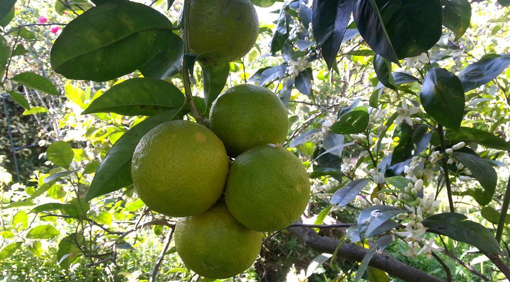 לינה וארוחת בוקר מונדלו Il Glicine La Piana Dei Colli מראה חיצוני תמונה
